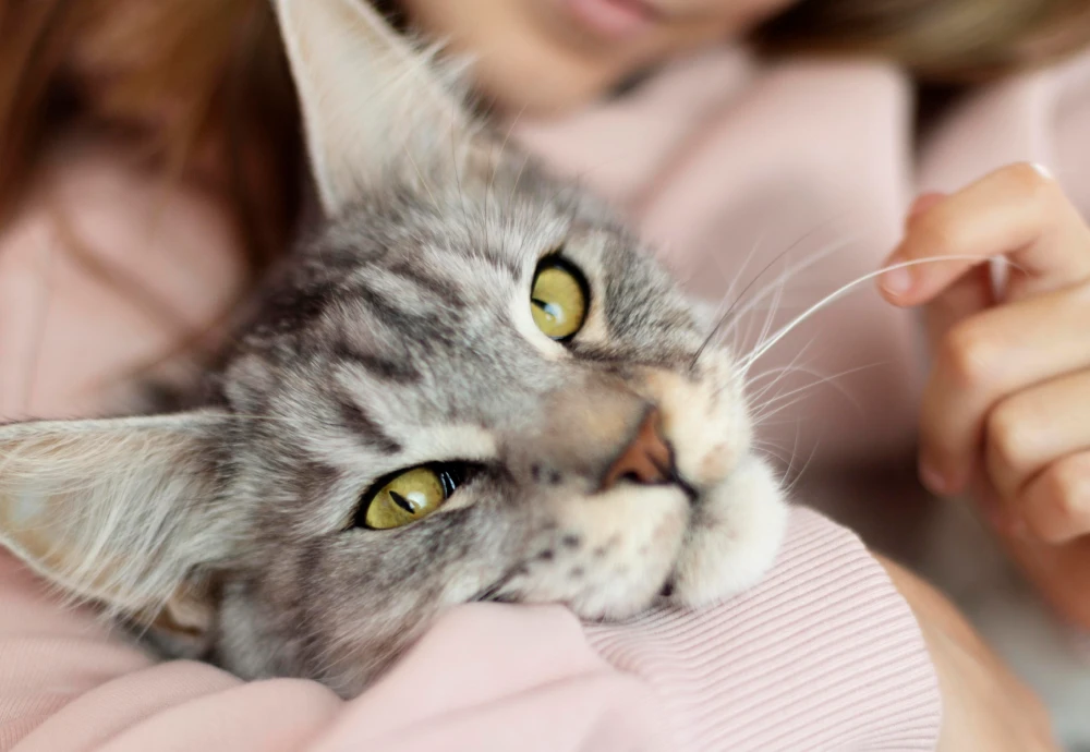 camera to see pets at home