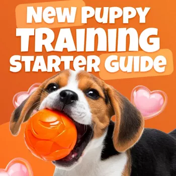 4-Week Puppy Training Routine: Potty, Crate, Socialize